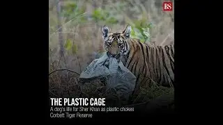 A dog's life for Sher Khan as plastic chokes Corbett Tiger Reserve