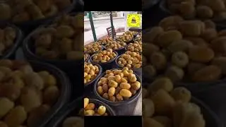 سوق التمور في الدرعية ١٤٤٢