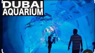 Dubai is worried about shark attacks