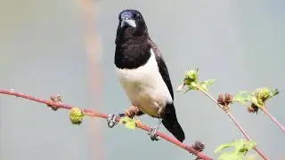 Munia MagicTwo Species, One Branch! #birds #birdingparadise #indianbirds