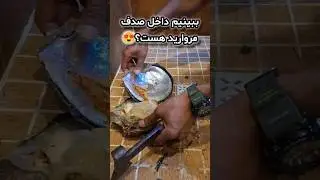 صدف به این بزرگی باید مروارید داشته باشه! Pinctada radiata