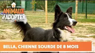 Une nouvelle vie pour Bella, une adorable chienne sourde - Animaux à Adopter
