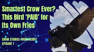 Genius Crow Exchanges Money for Food | Amazing Proof of Corvid Problem-Solving Intelligence