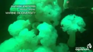 Spotlight on Howe Sound Marine Life: Plumose Anemone