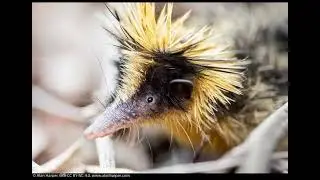 Tenrecs use - Quills To -Communicate #The streaked Tenrecs Animals of the week