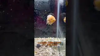 My Ranchu Goldfish Have Arrived! Goldfish Island unboxing! New Ranchu