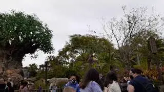 Disney parrot show