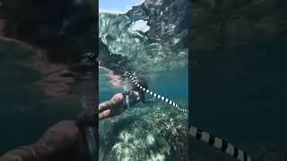 We ran into this deadly little sea snake  🐍 The banded sea krait is one of the most venomous sea 🌊