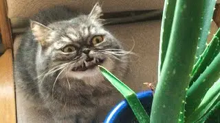 Funny Animal Videos - Funny Cats and Dogs - Funny Animals 109