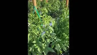 Protecting Tomato Plants in Cold Temperatures