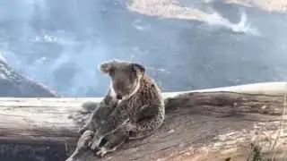 🔥 🐨 😞I am, you are, we are Australian... a tribute.  🎥 Tammy Roberts
