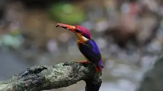 Jewel Of Konkan a short film by Alister Fernandes MSc Wildlife Conservation Action Programme