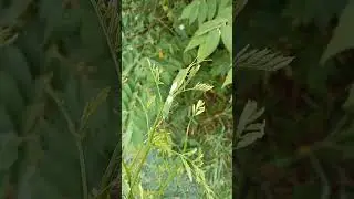 Insects #insects #insecure #insectcontrol