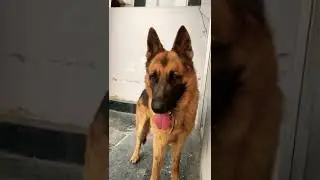 Medium Coat German Shepherd | Pure Quality | #gsd_lover #Black&tan #shorts