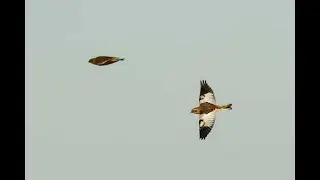 Snow Buntings, Kessingland, Suffolk, 19/12/25