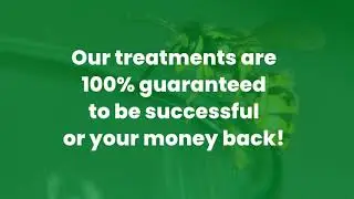 The Wasp Experts Scotland | Wasp Nest Removal Paisley