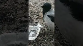 Почему миска пустая? #вороны / Why the plate is empty? #crow #smalls