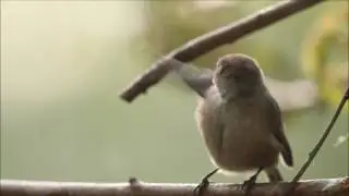Bushtit visit