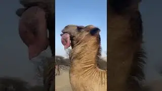 Camel getting its stomach out to cool down🐫😳 #shorts  #trend  #shortsvideo