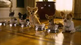 Un Chihuahua de Beverly Hills 2 - Tr&aacute;iler - Disney DVD y Blu Ray