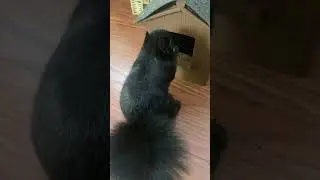 Wild Black Squirrel loves her new peanut house.
