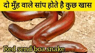 दो मुँह वाला सांप | Red send boa snake | Two feced Red Send Boa Snake | Send Boa Snake  reality | mp