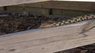 Herping WI - Herpy Things (Season 4/Episode 3)