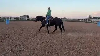 Punk Rapper-2020 AQHA Homozygous Black Mare