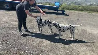 Training three different dogs for the show ring