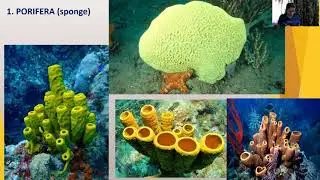 Phylum- Porifera and cnidaria #animalkingdom #invertebrates