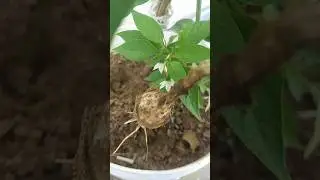 Harvest of garlic form containers 🧄🧄😀|Harvesting Garlic|#plants#garlic#harvesting#trending #viral#yt