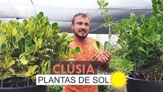 Clusia - Plantas de Sol
