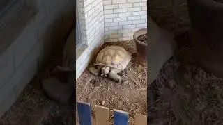 Door Dasher Sees Pet Tortoise