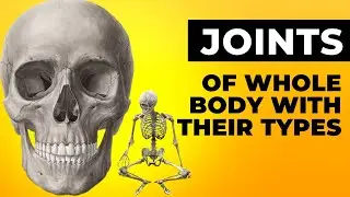 Joints | Joints of Whole Body | Human Skeleton | Joints & Types