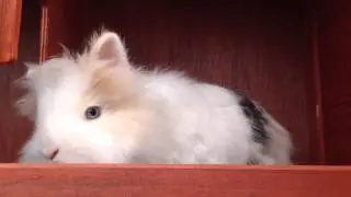 Lord Fatty doing some Nom Nom