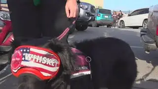 Go Team Therapy Dogs help CC MetroCom cope after officer's death
