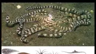 Amazing Animal Defenses