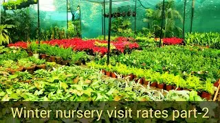 Winter nursery visit 2019-20 part-2, winter plants rates at nursery, winter flowers names n prices
