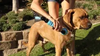 RinseKit Portable Shower for Your Pet - A Dog Wash You Can Take Anywhere