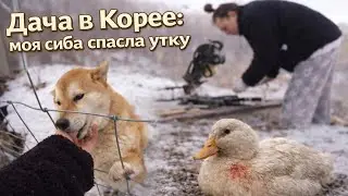 Я облажалась! Кот сожрал цыплят, но собака спасла утку / KOREA VLOG /