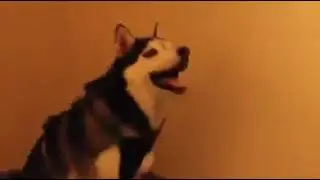 apsik apsik apsik