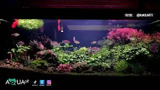 Acuario plantado con peces disco - Luces Chihiros efecto anochecer | M&uacute;sica relajante 4k