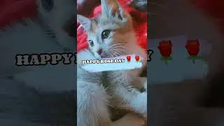 Happy rose day❣️🌹 #shorts