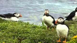 Puffins, Lunga