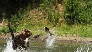 Cat Catches Fish From River: Brave Cat Videos