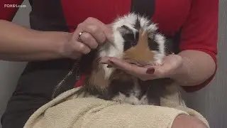 Pet on the Set | Screech the Guinea pig