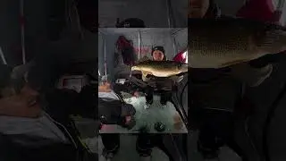 Этот судак был ОГРОМНЫЙ! #рыбалканасудая #рыбалка #подледнаярыбалка