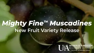 Mighty Fine™ Muscadine | Arkansas Fruit Breeding Program