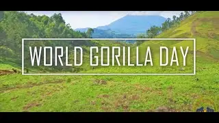 #WorldGorillaDay #Kisoro #HillsMediaTv