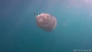 Jellyfish in Sargres/Portugal
